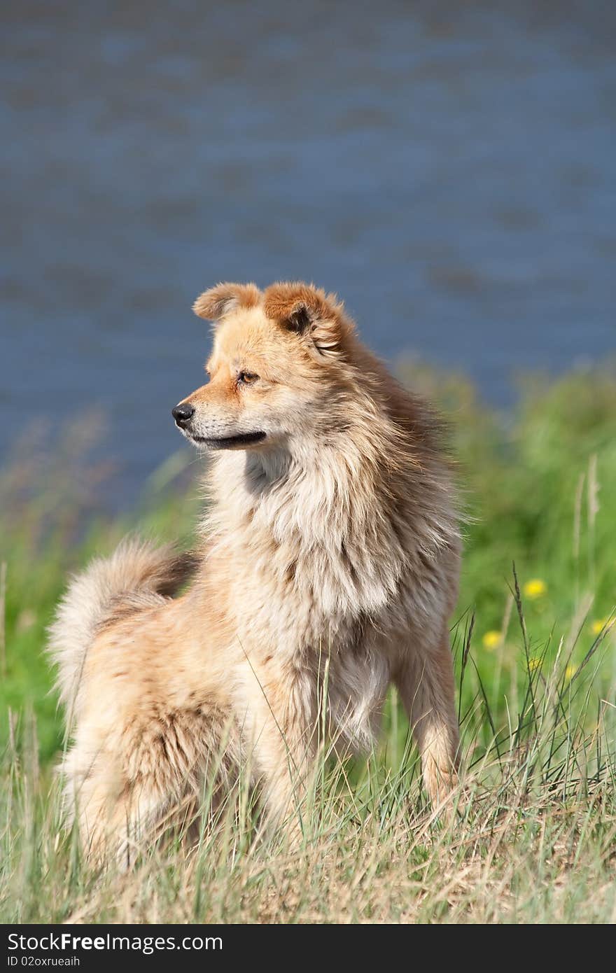 A dog on the river