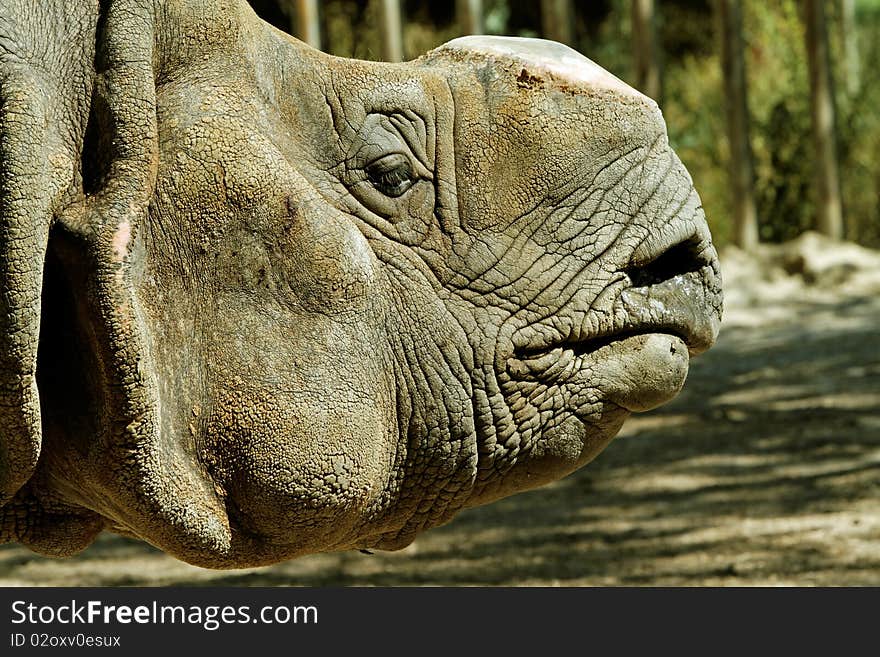 Indian rhinoceros