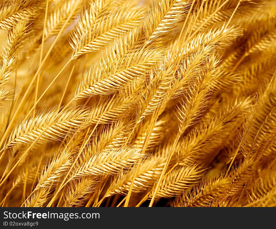 Dry yellow grass closeup background. Dry yellow grass closeup background.