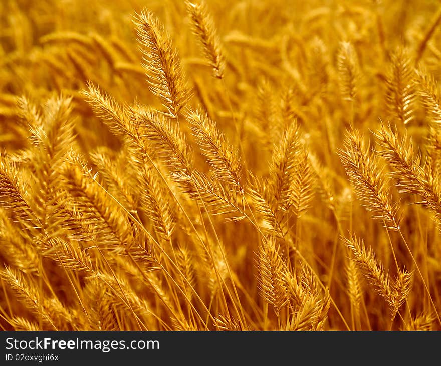 Dry yellow grass closeup background. Dry yellow grass closeup background.