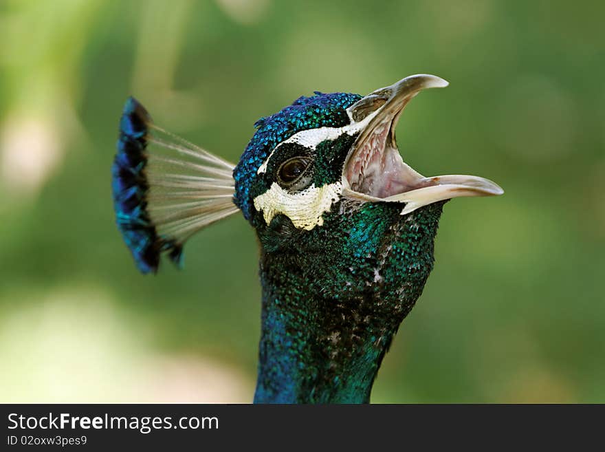 Portrait profile of a royal turkey with the opened beak