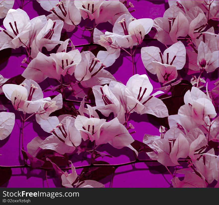 White bougainvillea