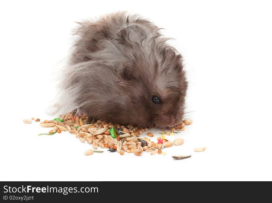 A hairy gray hamster eating grains isolated on a white abckground