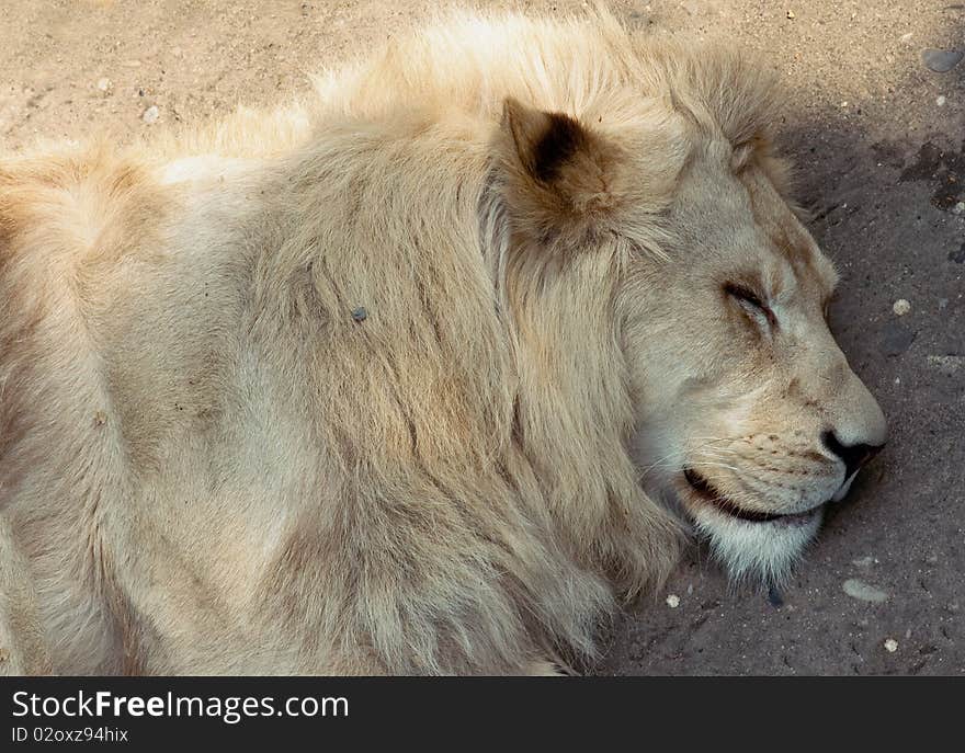 Sleeping lion close-up photo