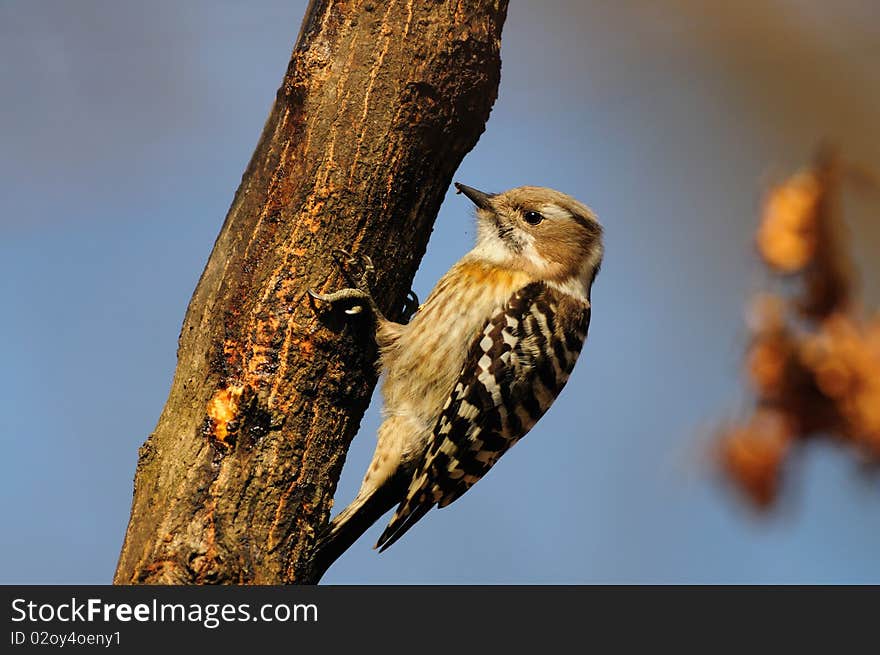 A Japanese Pygmy Woodpecker clinging to a tree trunk.