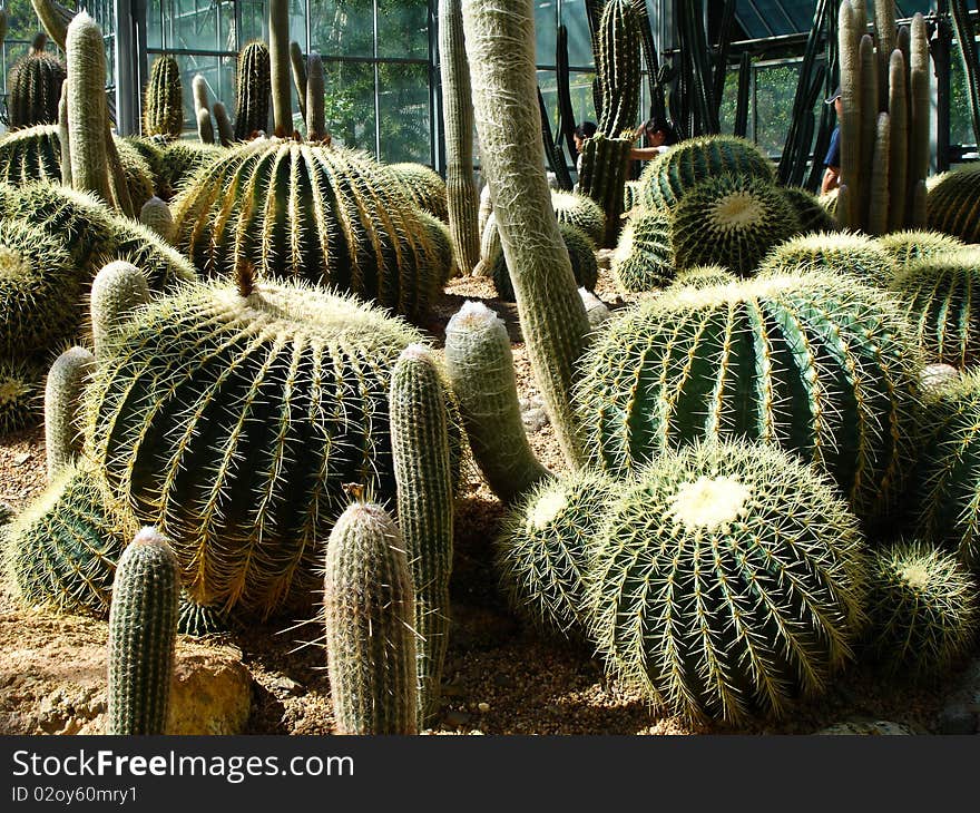 Green cactus are in garden