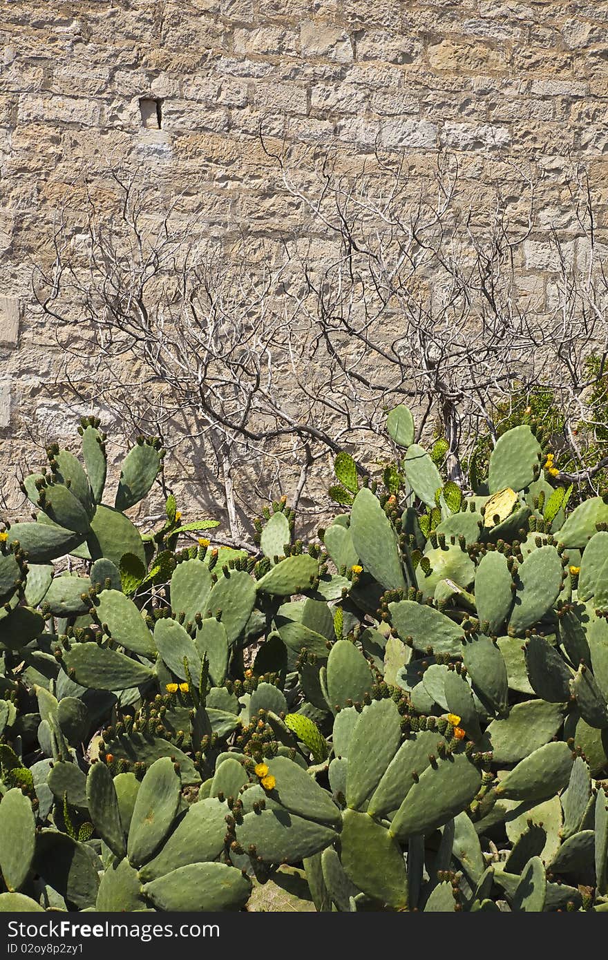 Thickets of a cactus at mosque wall in the city of Limassol, Cyprus. Thickets of a cactus at mosque wall in the city of Limassol, Cyprus