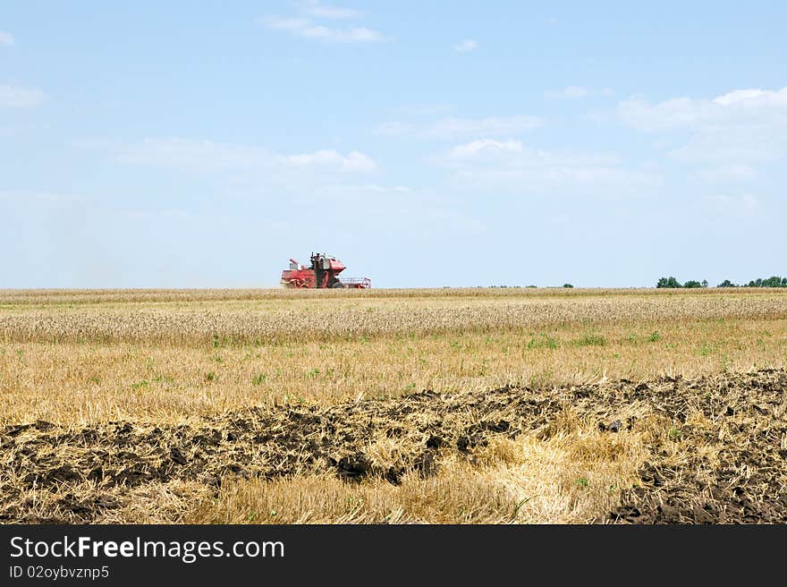 Combine harvests the wheat field