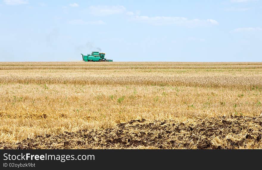 Combine harvests the wheat field