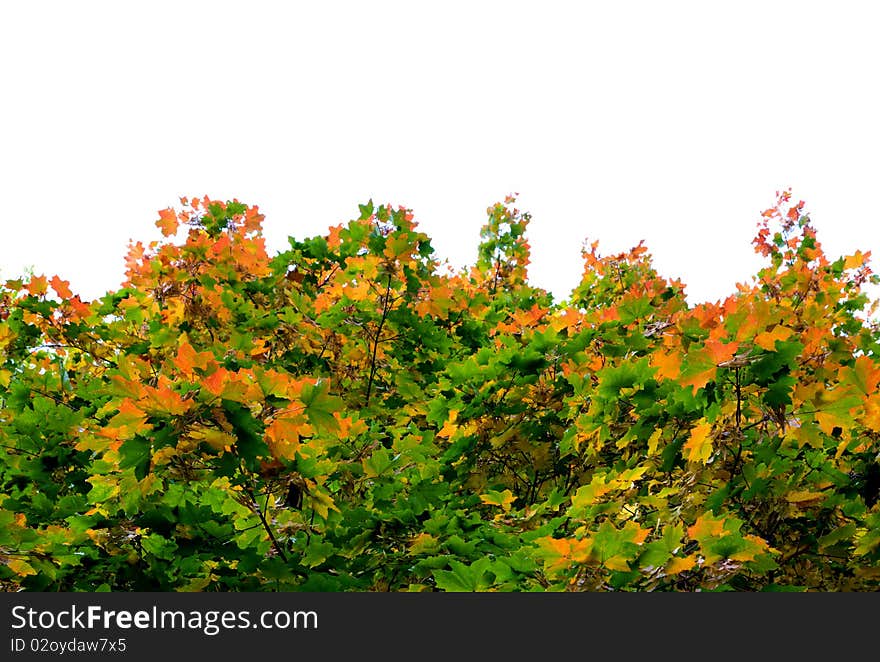 Green and yellow maple leaves