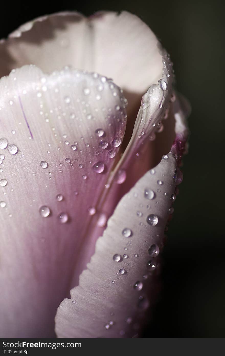 A rain soaked Tulip from our rear garden. A rain soaked Tulip from our rear garden.