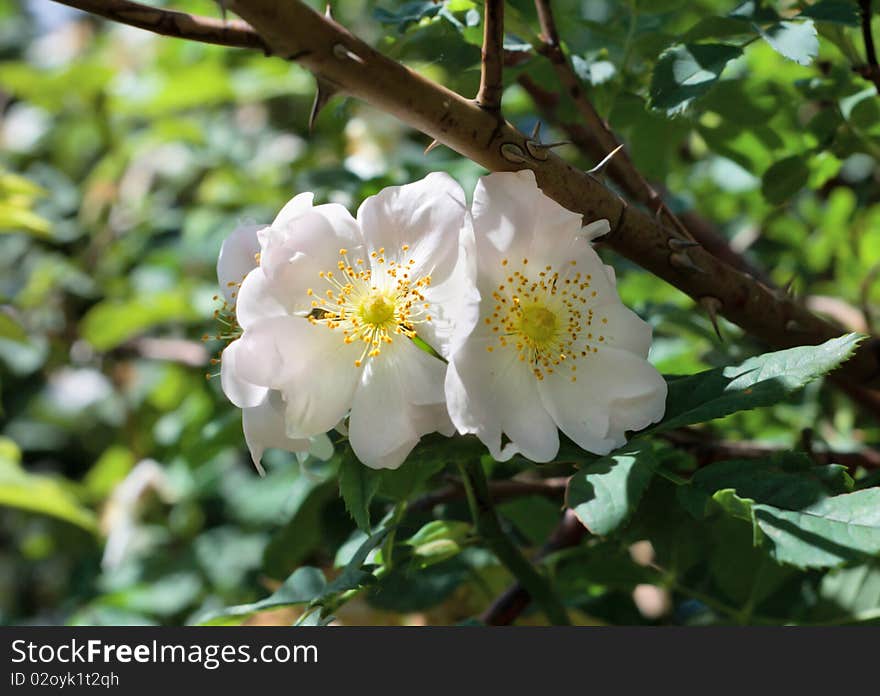 Briar bush with white flowers. Briar bush with white flowers