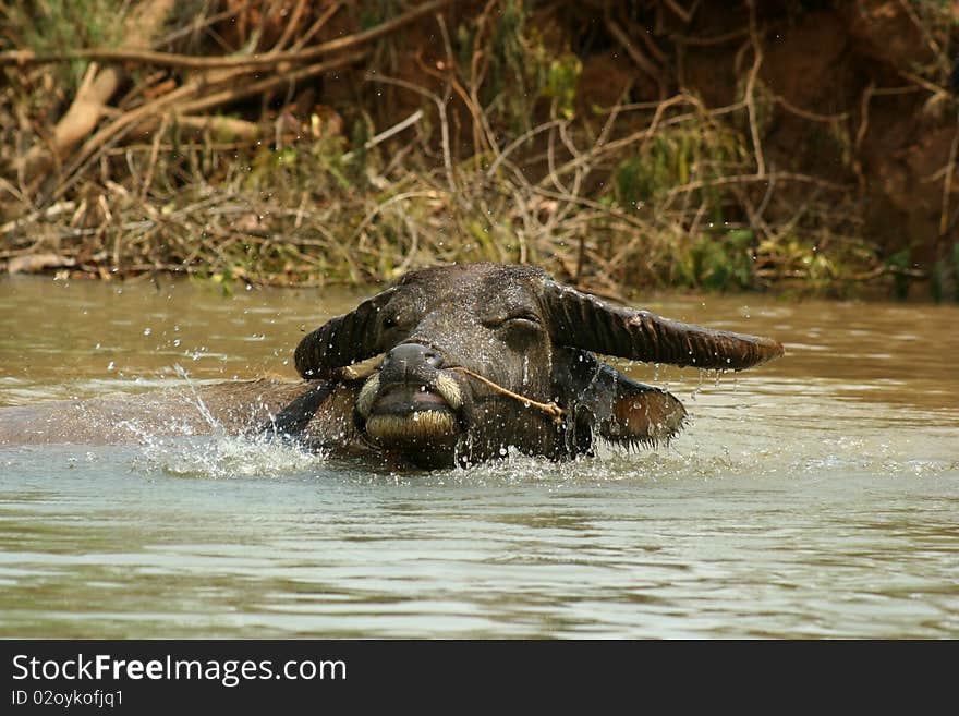 Myanmar water buffalo, swiming in Inle Lake.