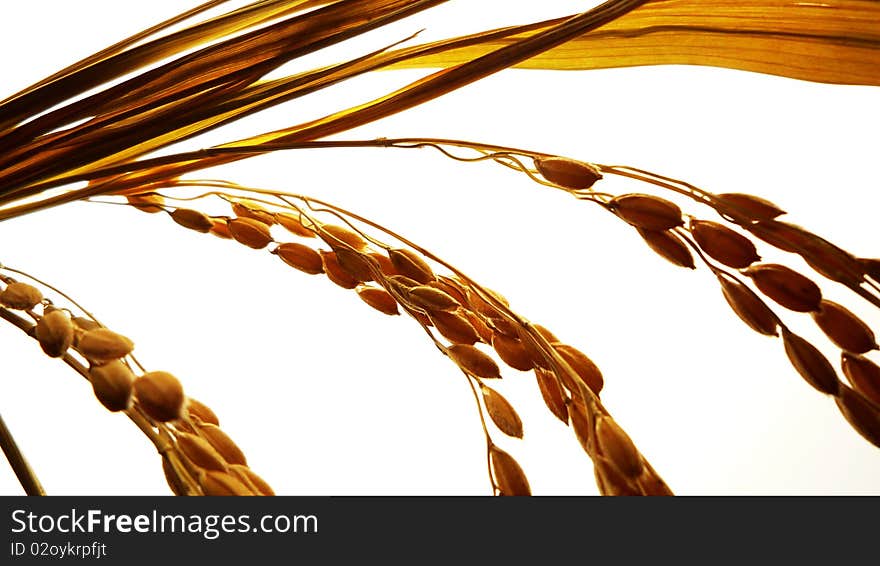 Rice before harvested