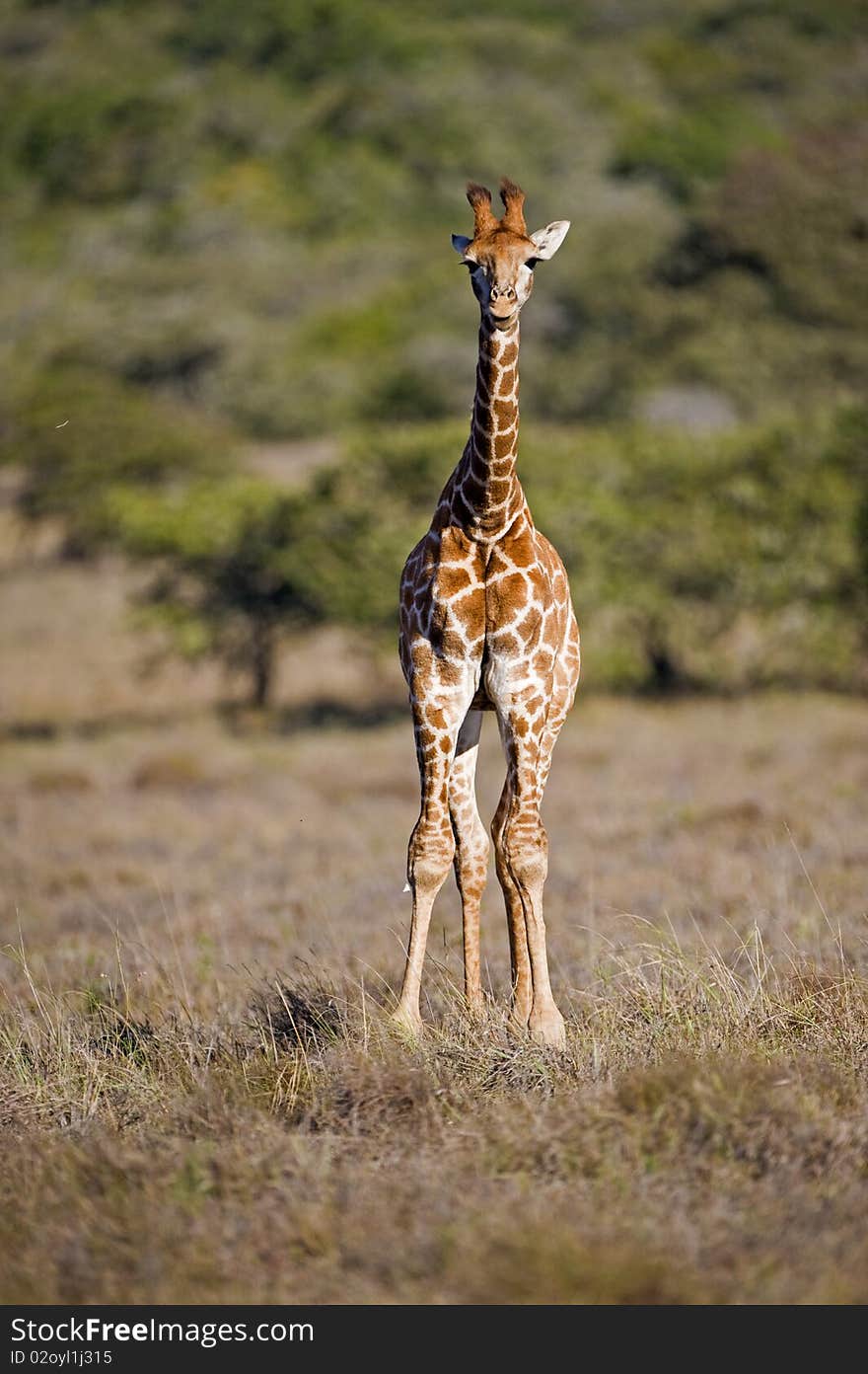 A baby Giraffe is all knees and cuteness