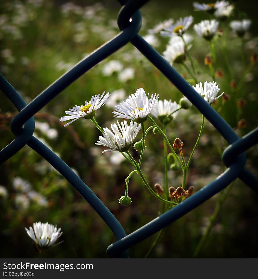 Tiny white flowers beyond the lattice fence.