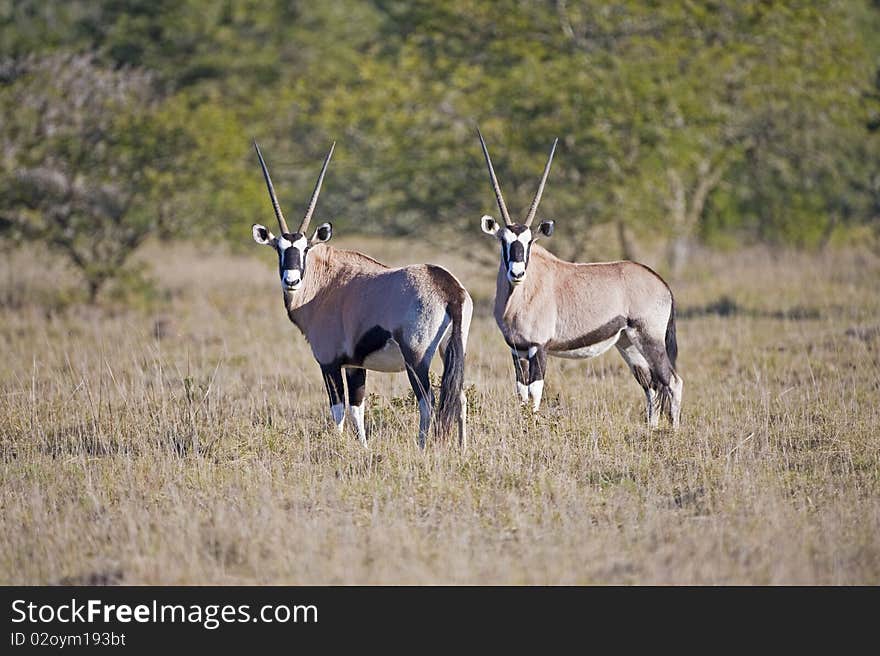 Two Gemsbok stare back at the camera