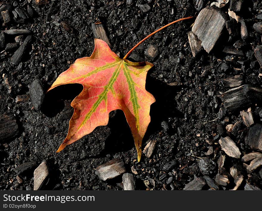 A Solitary Leaf