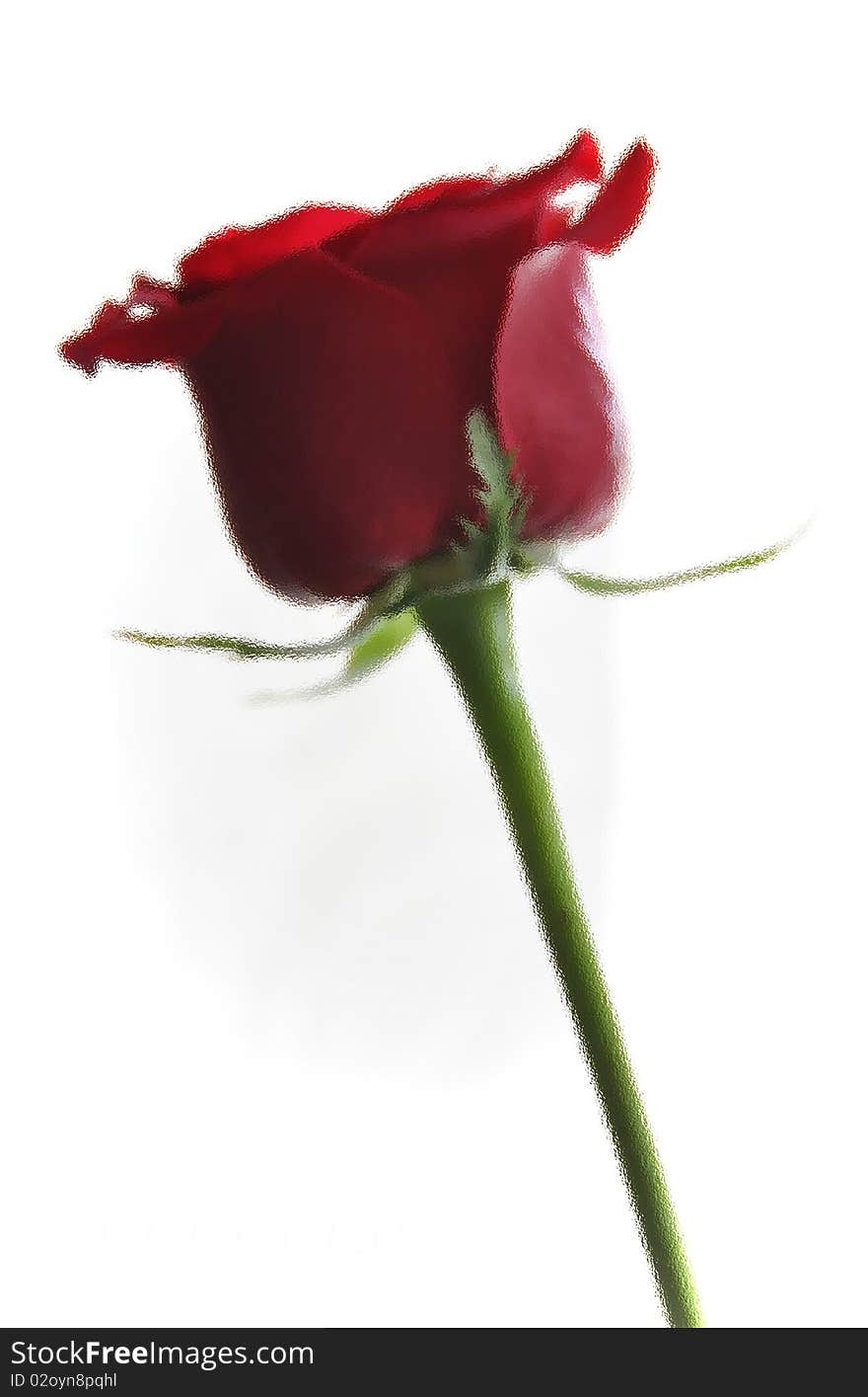 Single red rose behind glass. Single red rose behind glass