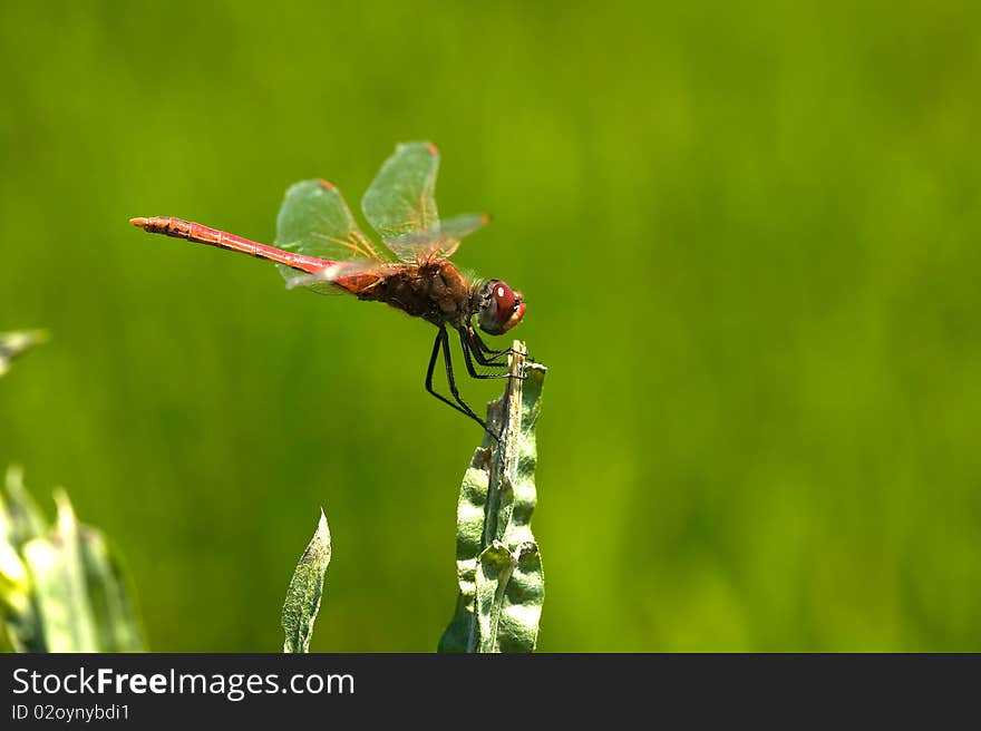 Red dragonfly