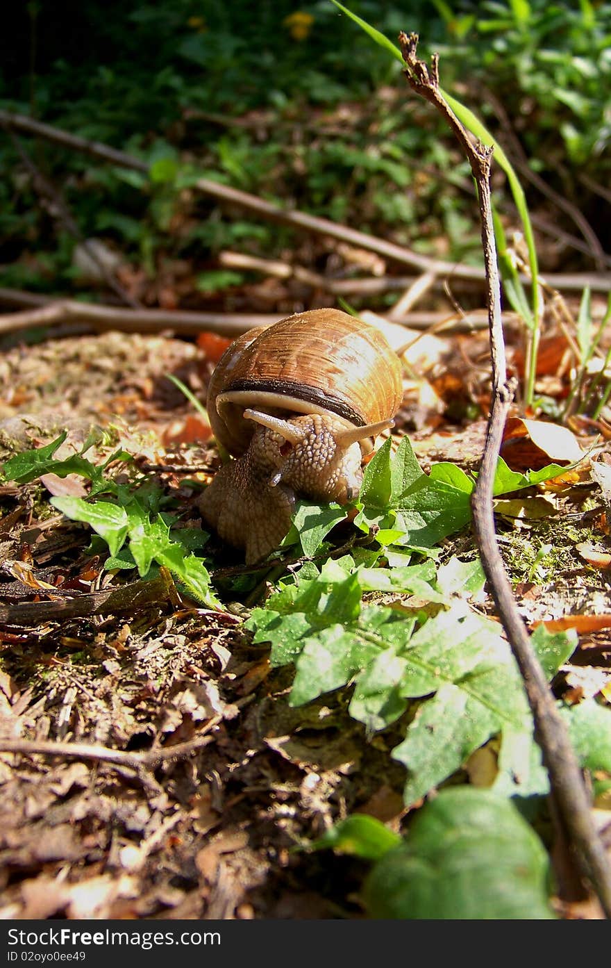 Snail eating green leafs in the woods