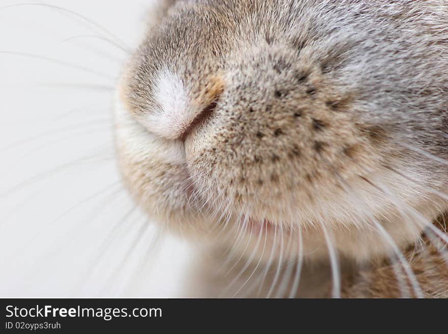 Closeup picture of a bunny nose. Oryctolagus cuniculus. Closeup picture of a bunny nose. Oryctolagus cuniculus