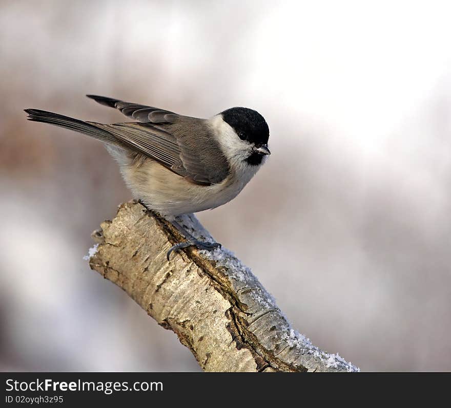 Marsh Tit On Branch