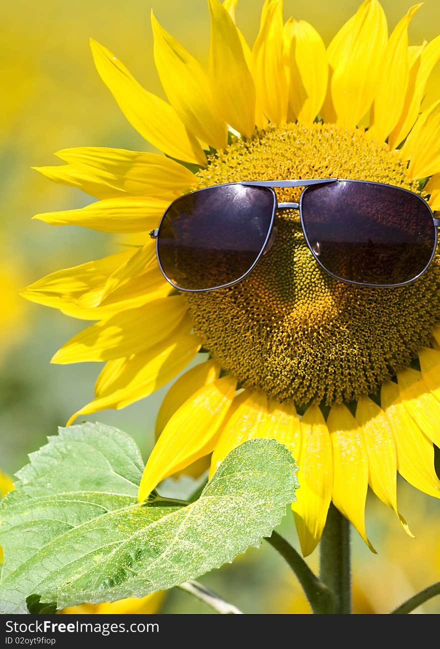 Closeup on a sunflower with sunglasses. Closeup on a sunflower with sunglasses