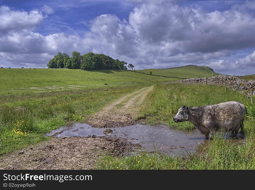 A solitary cow at a small waterhole beside a track in rural England. A solitary cow at a small waterhole beside a track in rural England