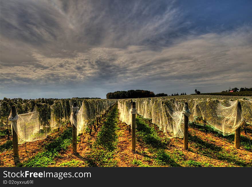 This image depicts a vineyard as it has been prepared for winter. Each plant is covered as protection from the frost.