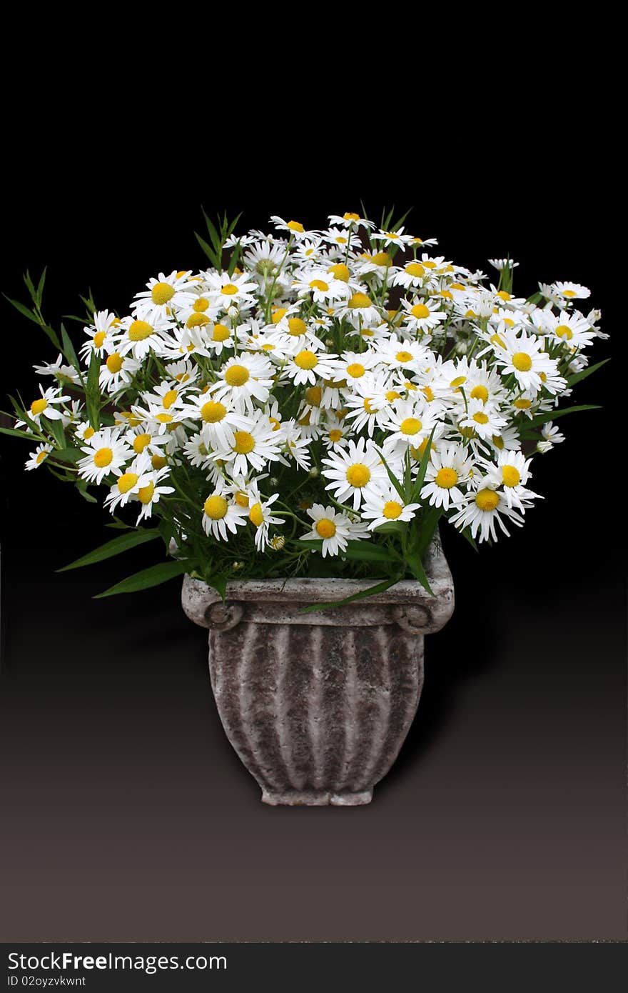 Daisies in a classic pot