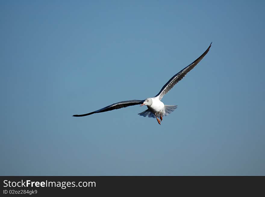 Greyheaded Gull.