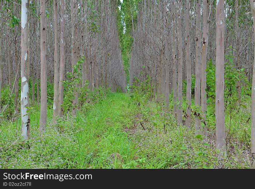 Eucaliptus forest field in background. Eucaliptus forest field in background