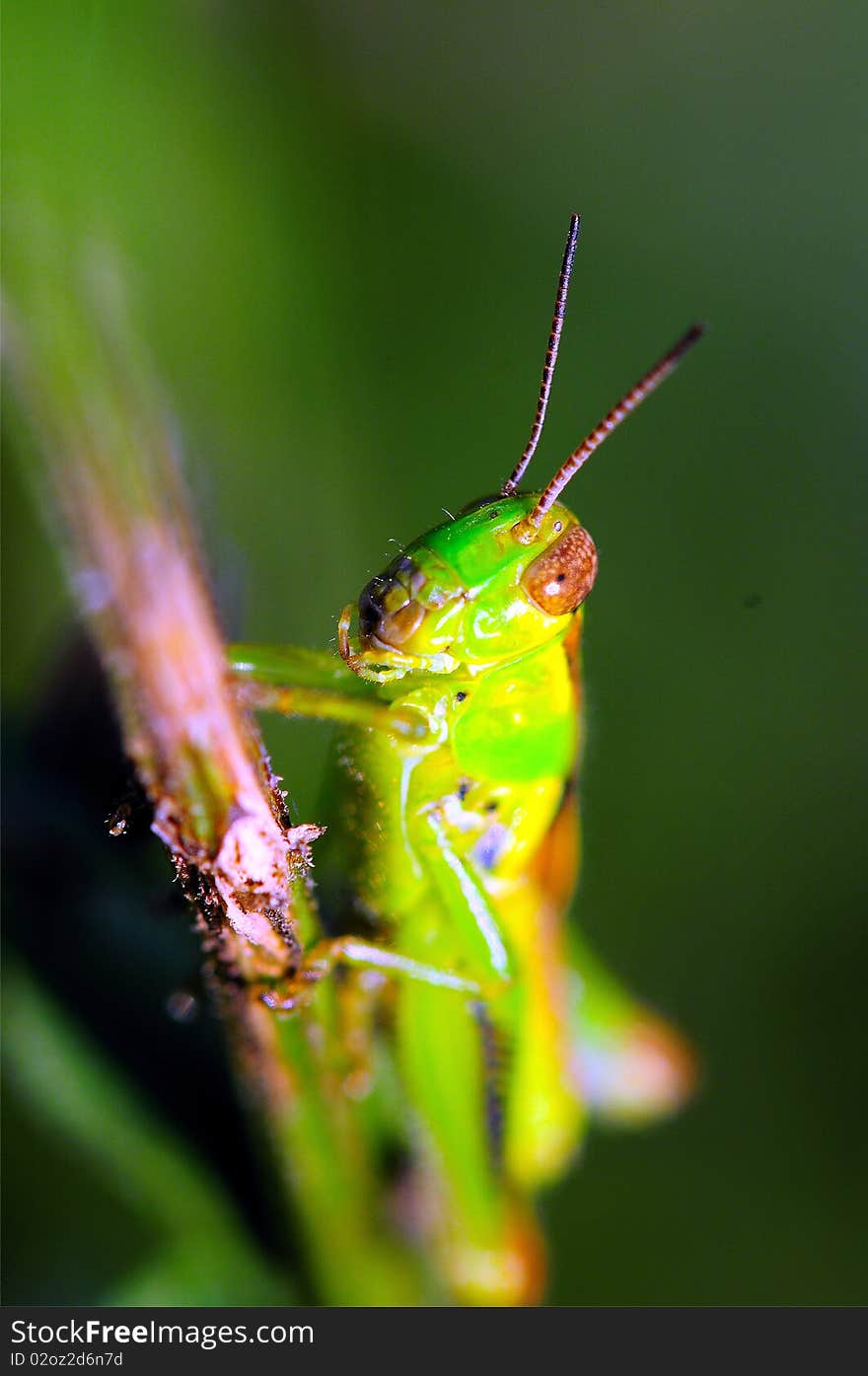 Grasshopper