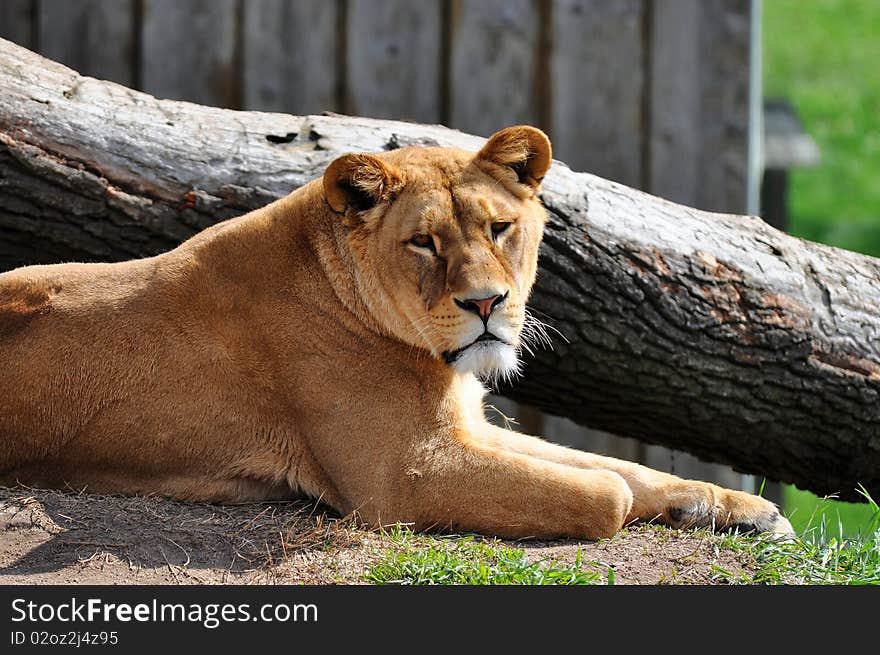 The lion (Panthera leo) is one of the four big cats in the genus Panthera, and a member of the family Felidae. The lion (Panthera leo) is one of the four big cats in the genus Panthera, and a member of the family Felidae.