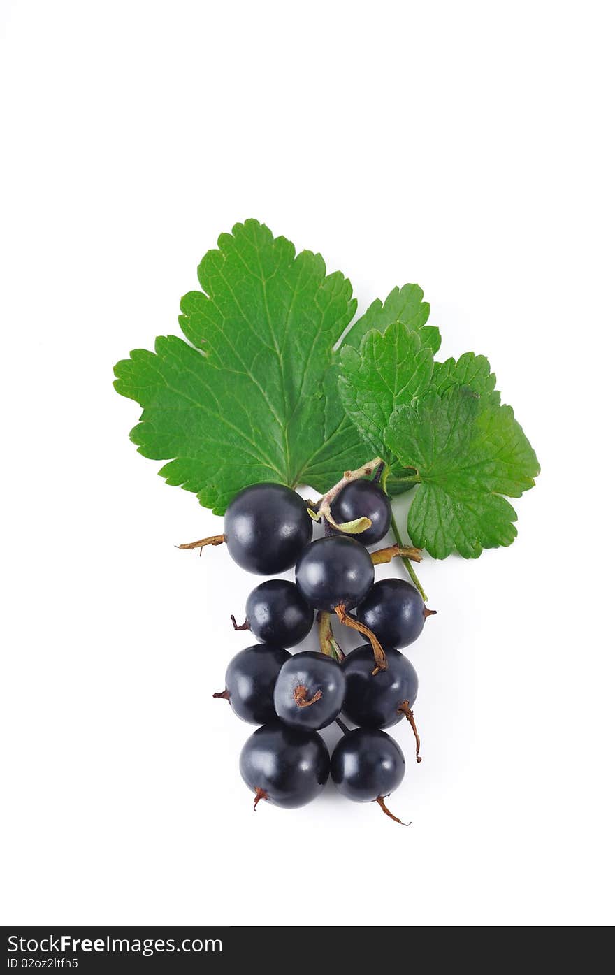 Black currant2