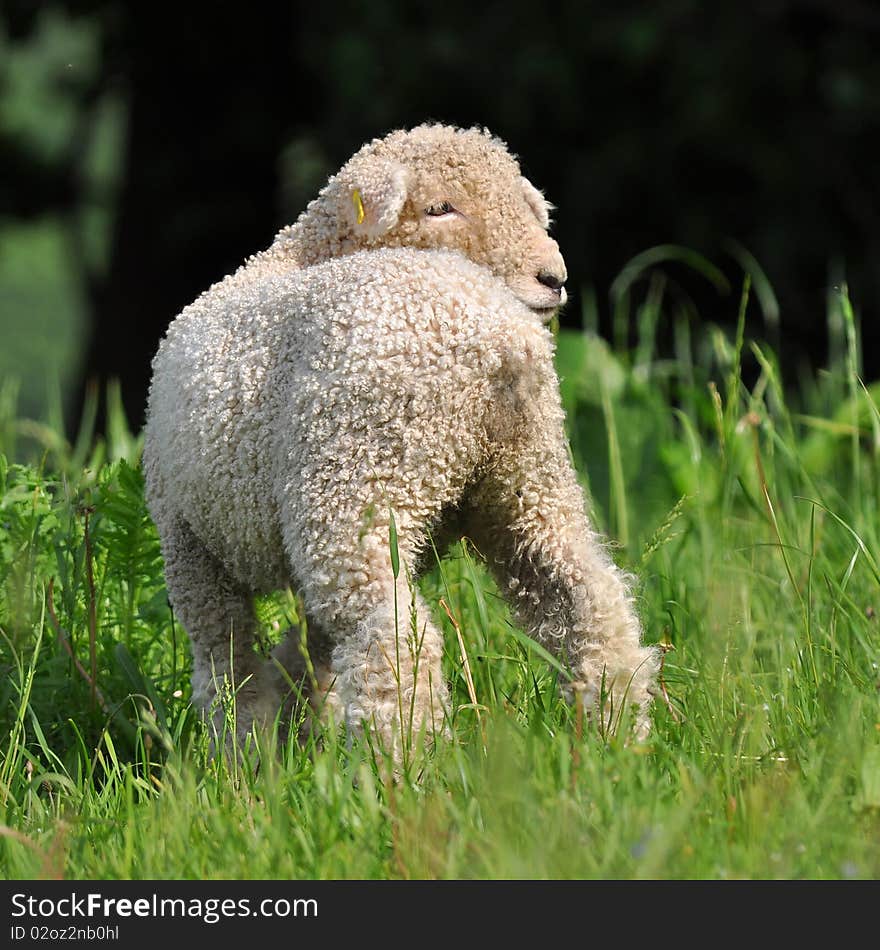 Young lambs are symbol of spring and summer. Young lambs are symbol of spring and summer