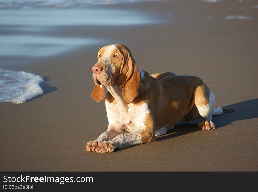 Just a dog on the beach. Just a dog on the beach