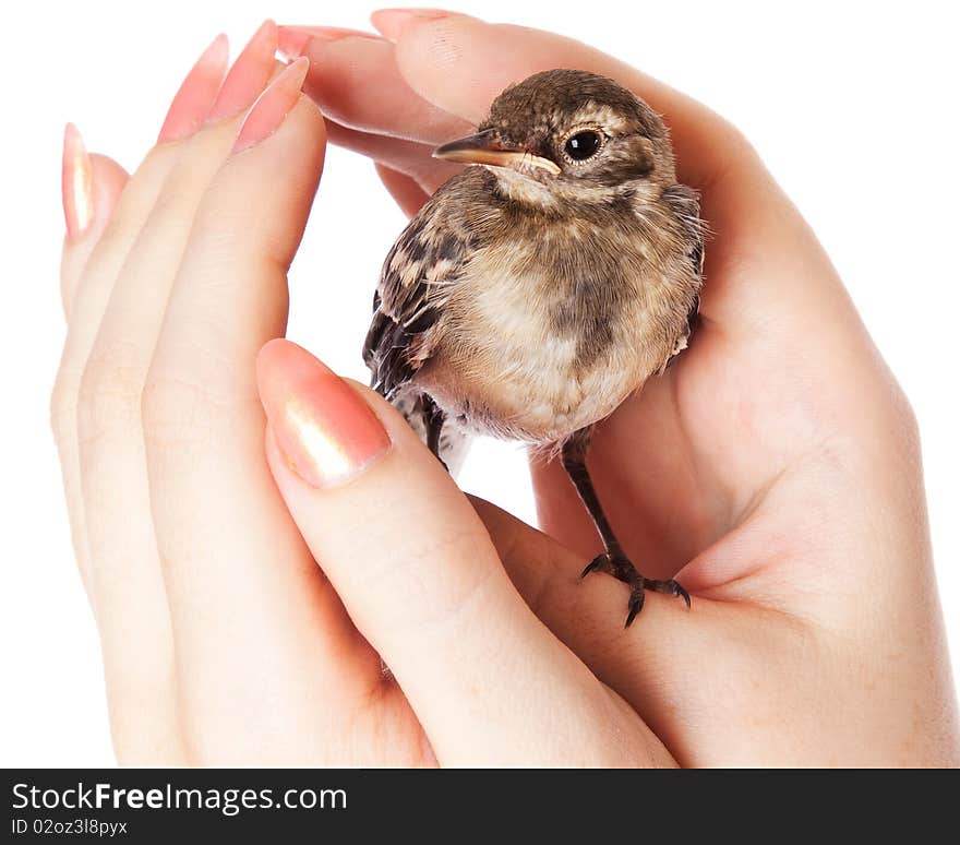 Nestling of bird (wagtail) on hand. Isolated on white