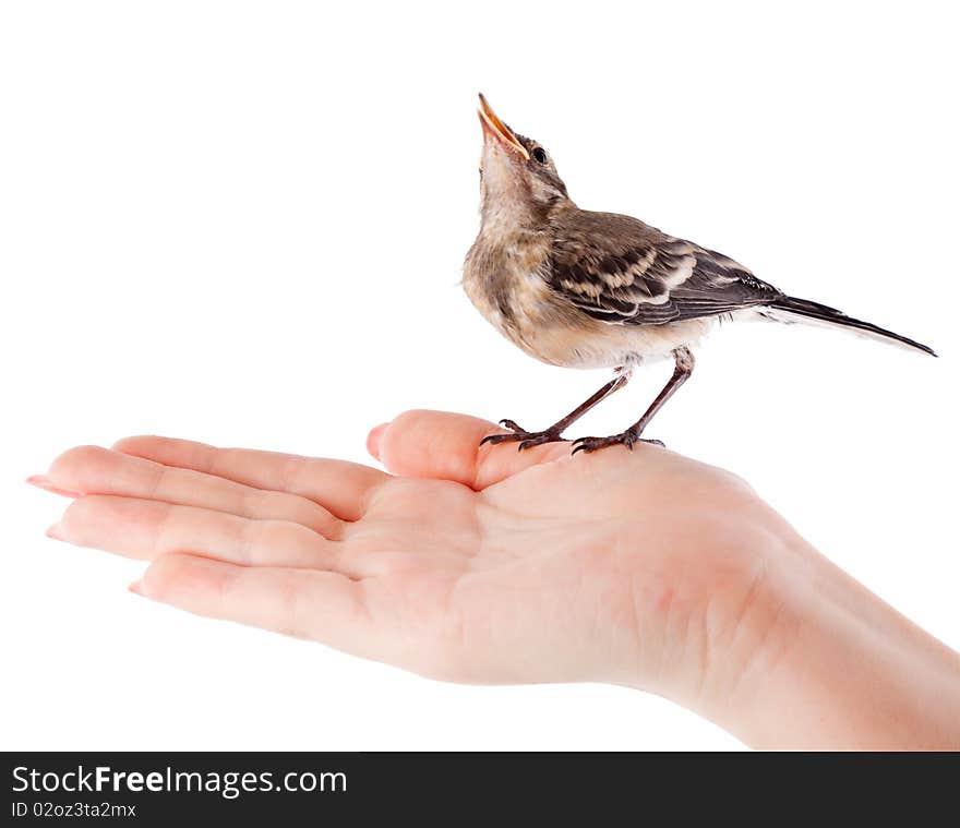 Nestling of bird (wagtail) on hand. Isolated on white