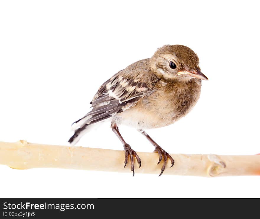 Nestling Of Bird (wagtail)