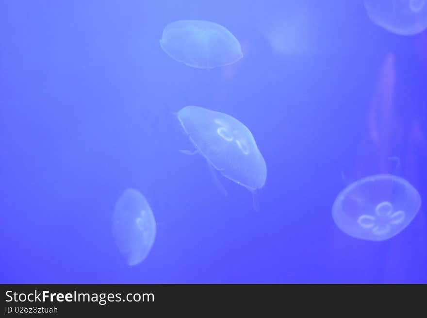 Jellyfish