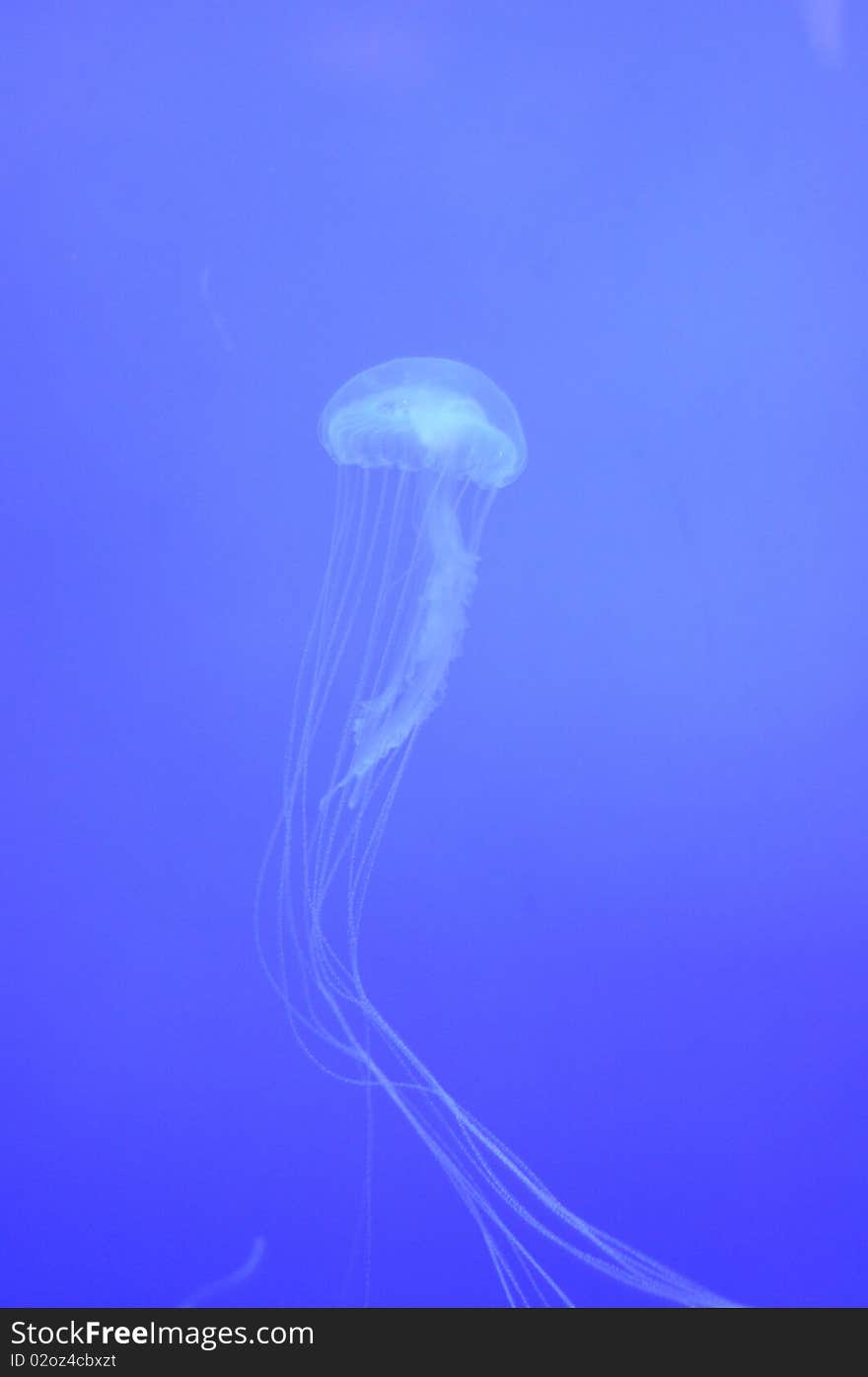 Jellyfish