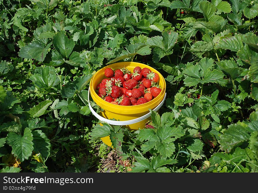 Freshly picked strawberries in the container