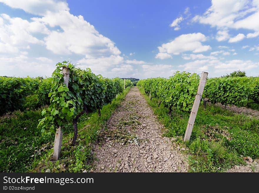 Vineyard