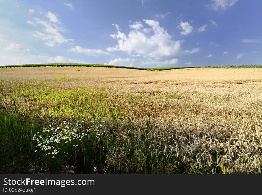 Wheat field