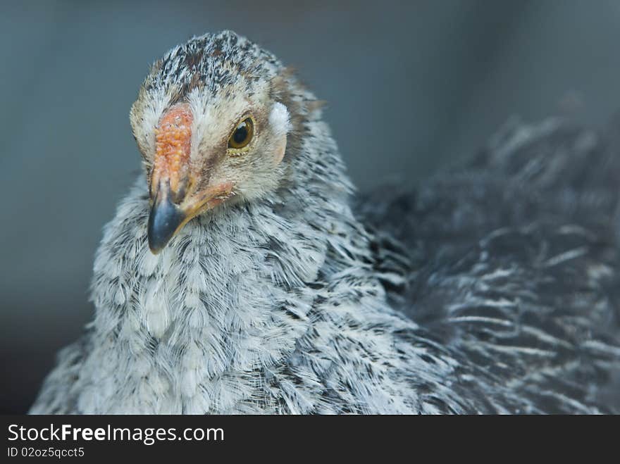 A hen's close-up portrait