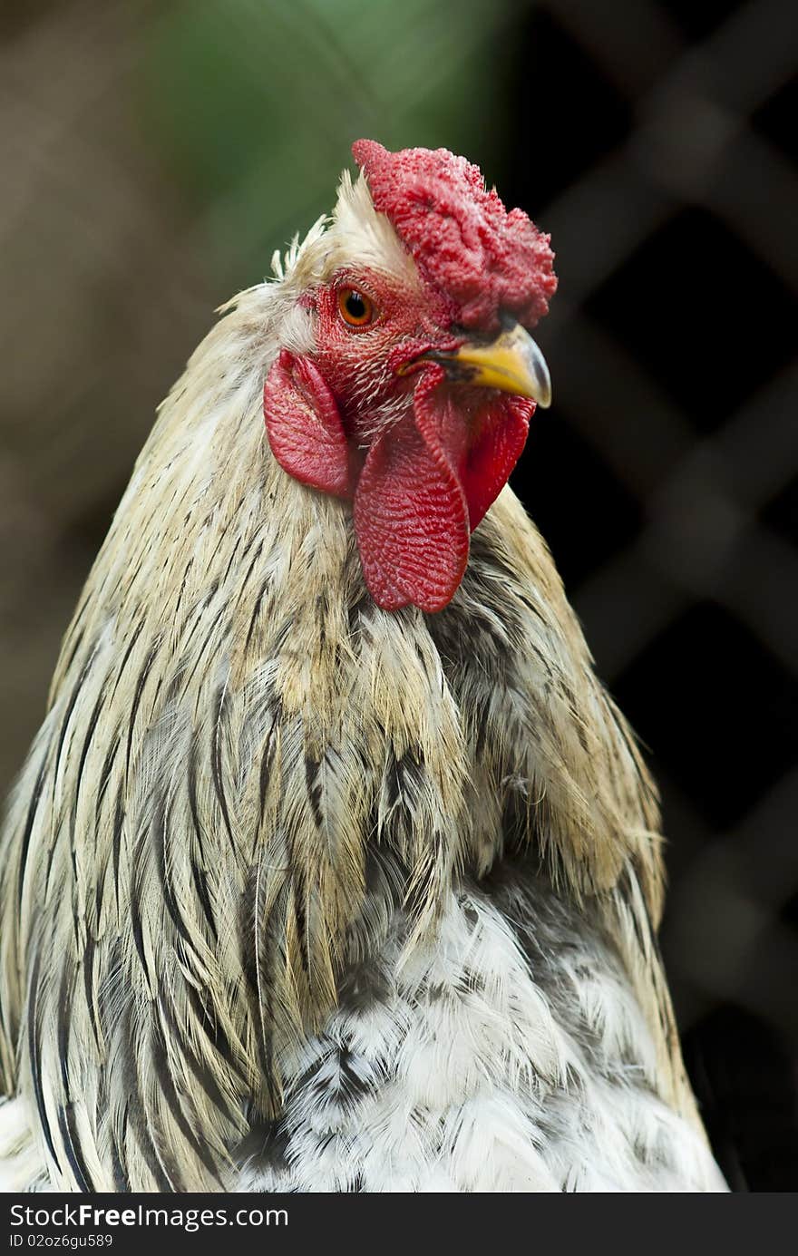 A close-up portrait of a domestic rooster