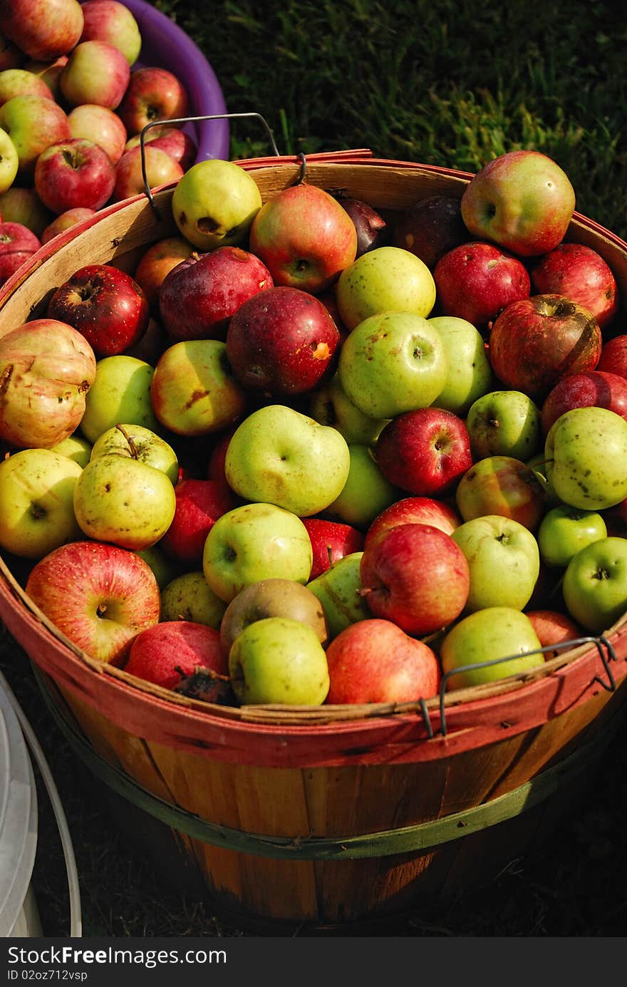 Bushel of fresh ripe apples