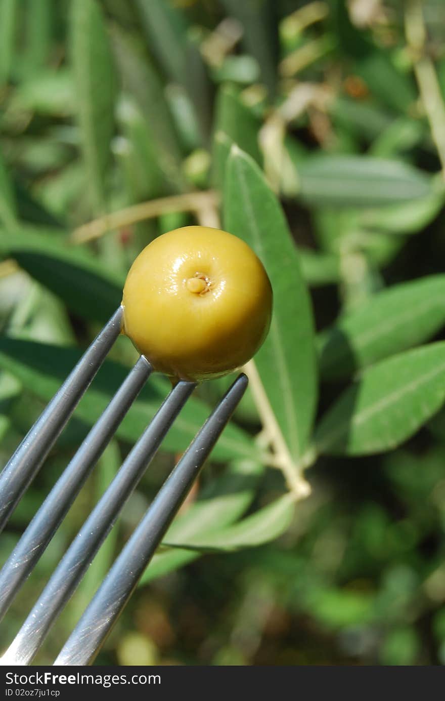 Fork with green olives and olive tree